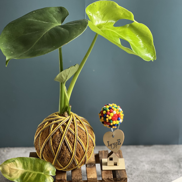 蓋婭療癒手作苔球課程