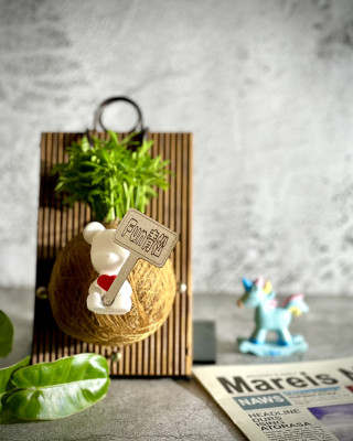 Fun青松手作苔球上板