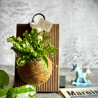 鹿角山蘇手作苔球上板