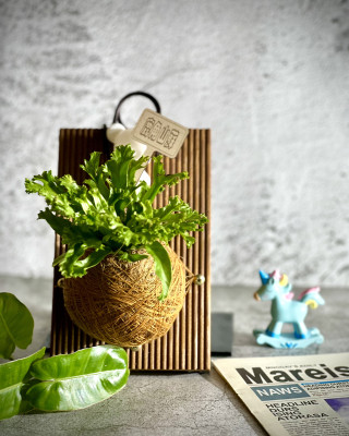 鹿角山蘇手作苔球上板