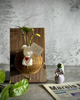 幸運鐵樹手作苔球上板