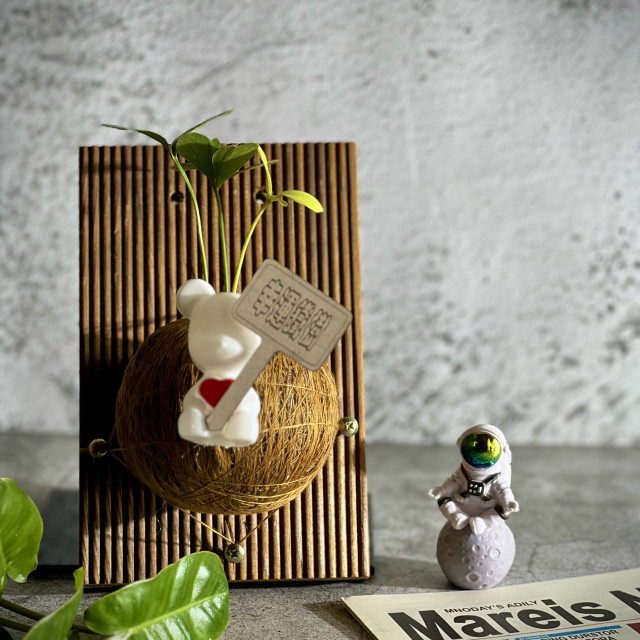 幸運鐵樹手作苔球上板