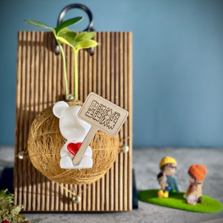 幸運鐵樹手作苔球上板