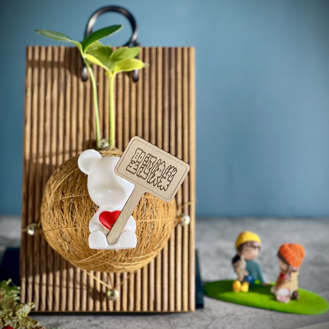 幸運鐵樹手作苔球上板