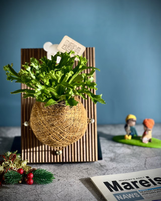 鹿角山蘇手作苔球上板