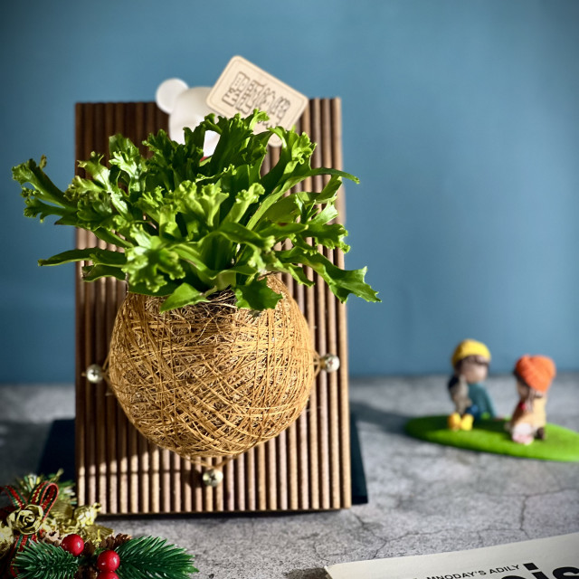 鹿角山蘇手作苔球上板