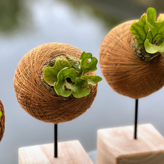 侏儒密葉亞猴鹿角蕨苔球