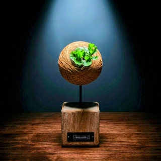 侏儒密葉亞猴鹿角蕨苔球