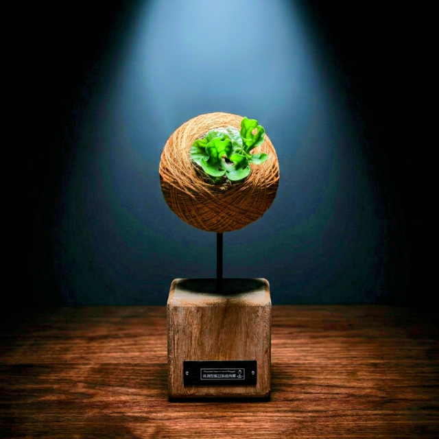 侏儒密葉亞猴鹿角蕨苔球