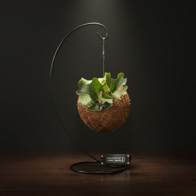 侏儒密葉亞猴鹿角蕨苔球