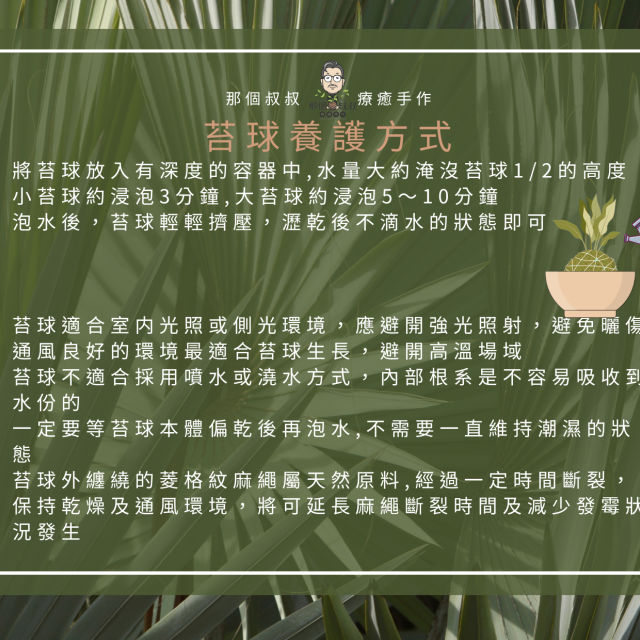 幸運鐵樹手作苔球上板